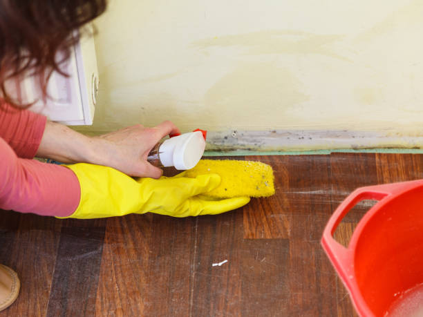 Trusted Denton, MD Mold Removal Experts